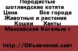 Породистые шотландские котята. › Цена ­ 5 000 - Все города Животные и растения » Кошки   . Ханты-Мансийский,Когалым г.
